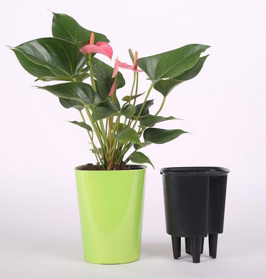 盆花烂根解决小妙招,绿植脱水怎么补救