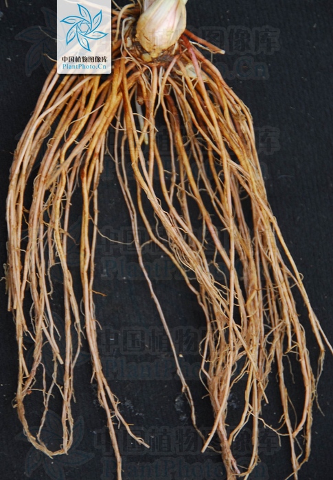 认识常见中草药,认识各种草药视频