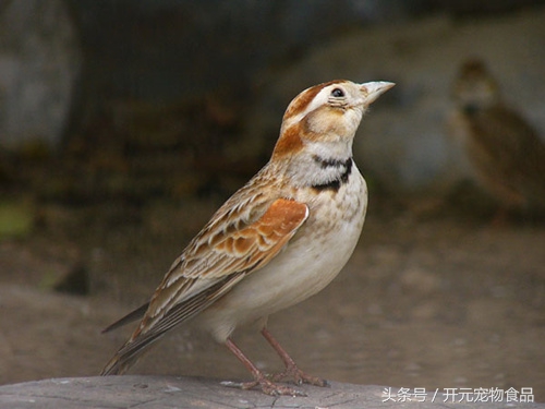 想养一只小鸟好吗,想养一只鸟