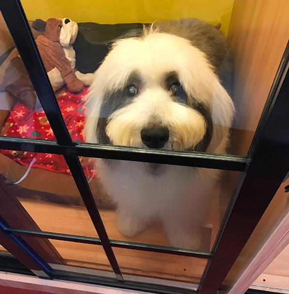 如何纠正狗狗爱扑人的习惯,如何预防和纠正狗狗的不良行为