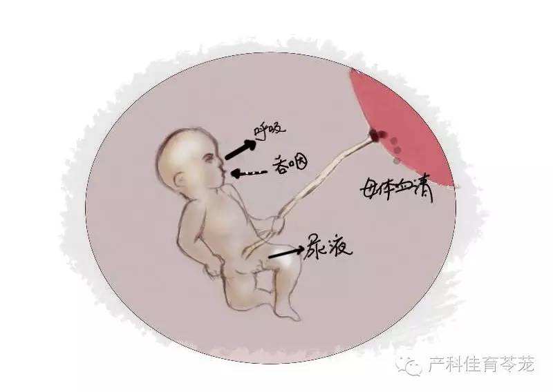 羊水轻微过多的原因和危害,羊水过多是好事还是坏事