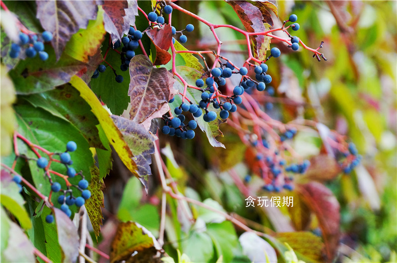 张裕爱斐堡国际酒庄广告视频,张裕爱斐堡酒庄最佳旅游时间