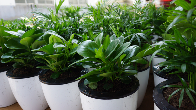 盆花烂根解决小妙招,绿植脱水怎么补救