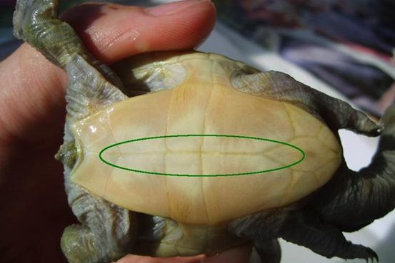 酒精可以治疗乌龟腐甲吗,腐甲腐皮的乌龟怎么治疗