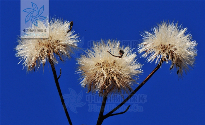 认识常见中草药,认识各种草药视频