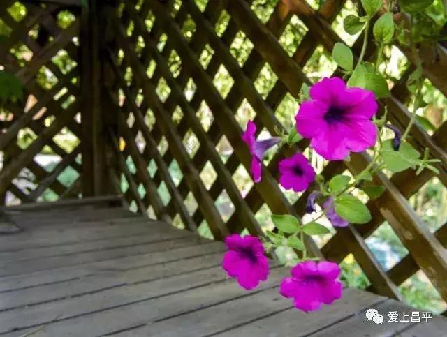 昌平民宿独立小院20人,北京昌平民宿排行榜前十名