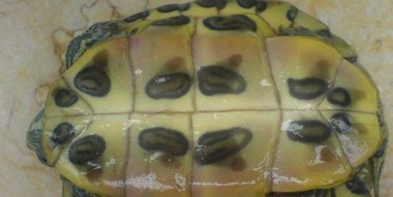 酒精可以治疗乌龟腐甲吗,腐甲腐皮的乌龟怎么治疗