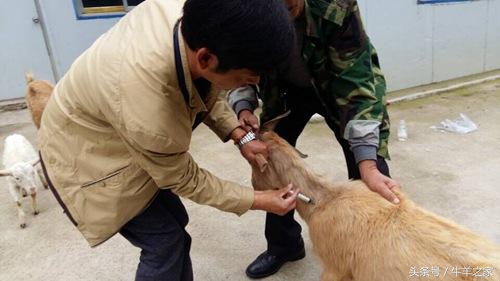 牛羊哪几种穴位可以注射药物,牛羊灌药的正确方法