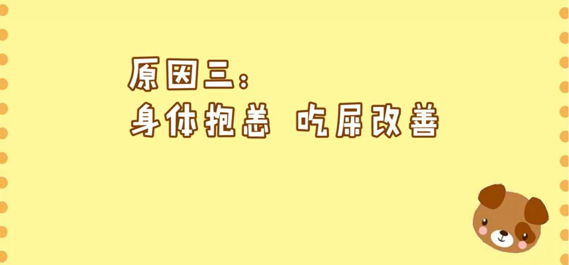 狗狗拉软便什么原因,狗狗吃自己拉的臭臭怎么处理
