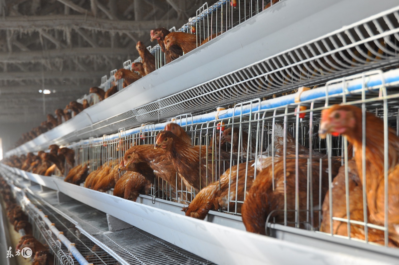 新手养鸡养蛋鸡还是肉鸡效益好,养鸡创业养蛋鸡的真实感受