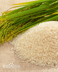 中国大米种植历史,中国大米是谁发明的