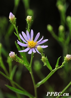 认识常见中草药,认识各种草药视频