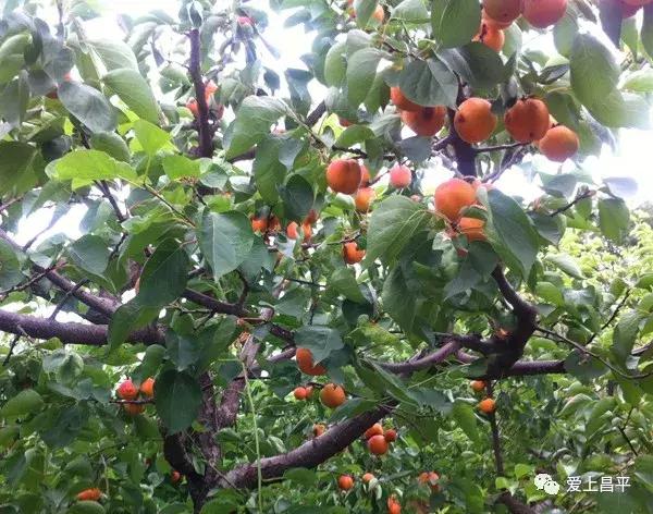 昌平民宿独立小院20人,北京昌平民宿排行榜前十名