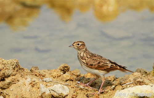 想养一只小鸟好吗,想养一只鸟
