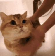 提升猫咪幸福感的东西,提升猫咪智商的玩具