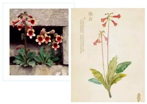 六味地黄丸滋阴降火吗,六味地黄丸滋阴