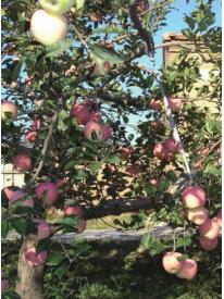 京郊采摘,秋天京郊采摘好去处