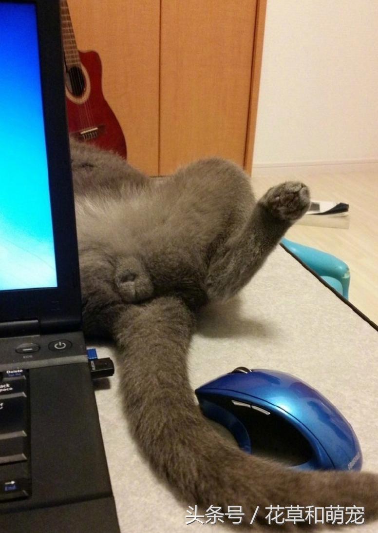 猫咪睡着突然弹一下,猫咪睡着了一碰它就哼哼唧唧