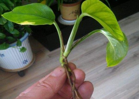 绿萝烂根怎么办快速解决方法,水培绿萝烂根怎么办小妙招