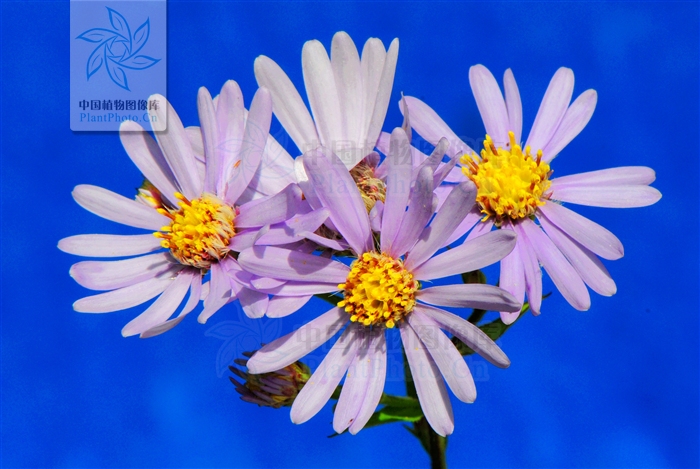 认识常见中草药,认识各种草药视频