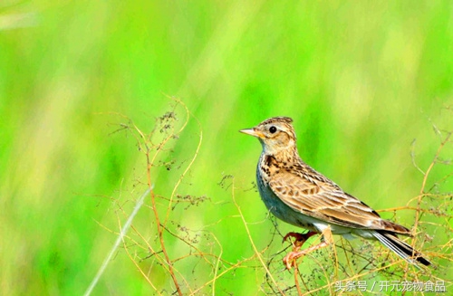 想养一只小鸟好吗,想养一只鸟