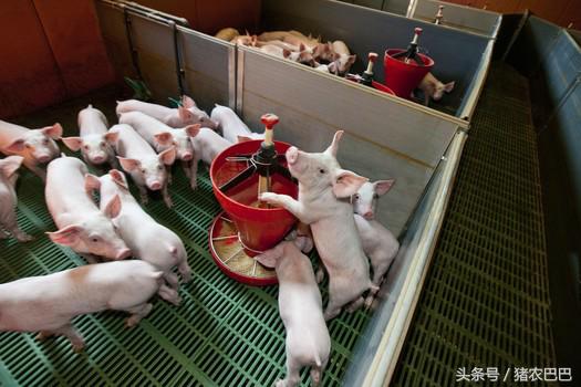 送给养猪人的福利，猪淋巴型链球菌的治疗方法！