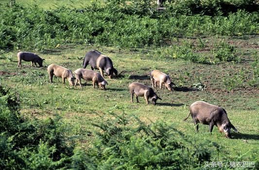 送给养猪人的福利，猪淋巴型链球菌的治疗方法！