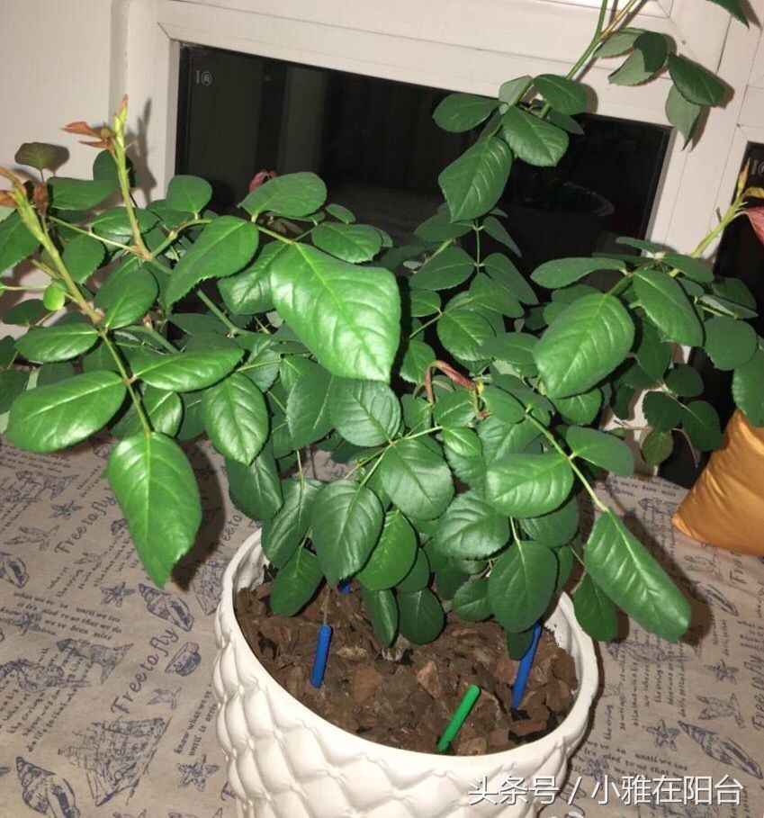 养花盆土板结可以加什么进去松软,花盆土板结打理方法