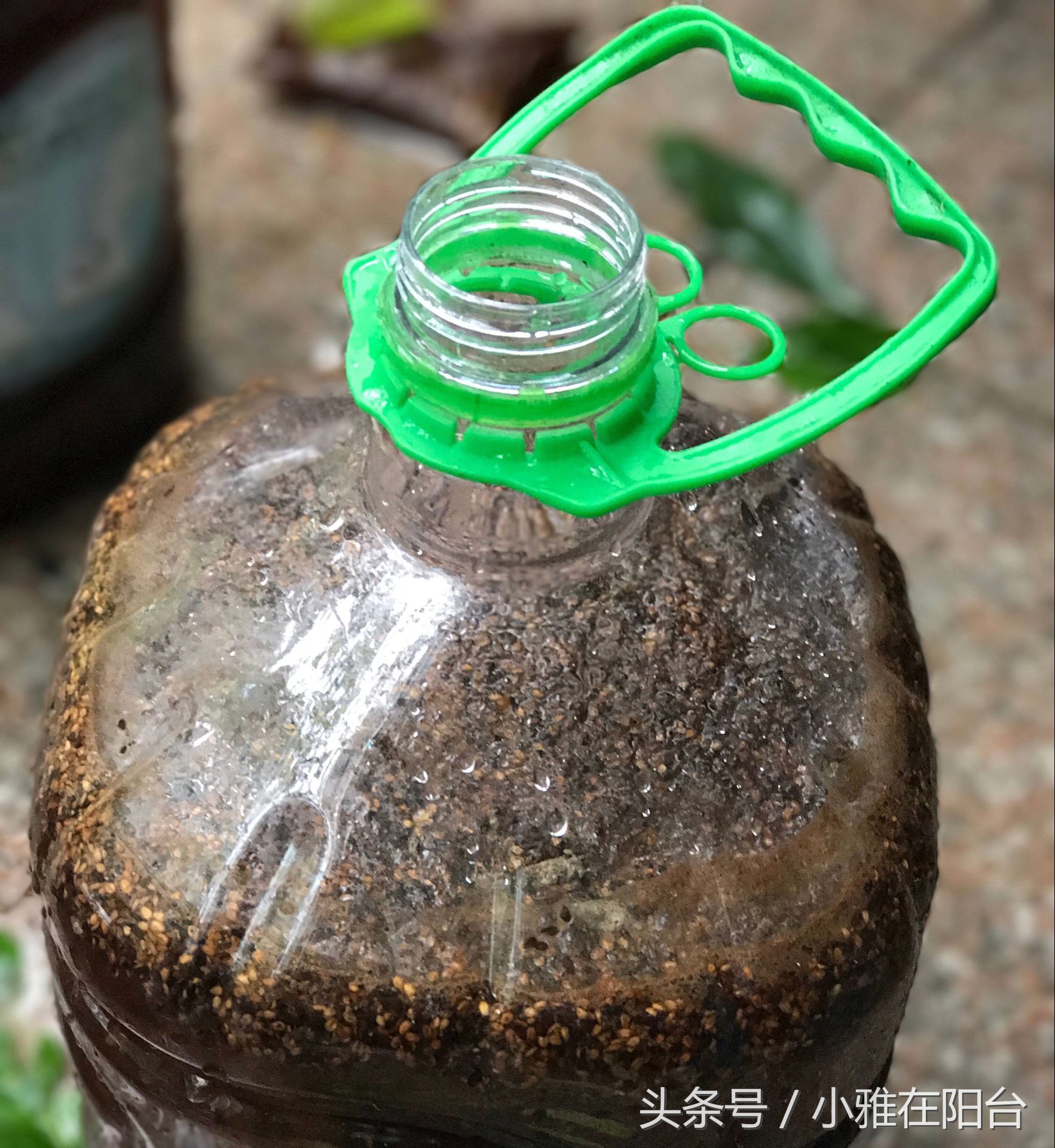 养花盆土板结可以加什么进去松软,花盆土板结打理方法