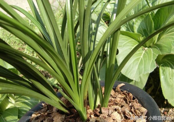 养花盆土板结可以加什么进去松软,花盆土板结打理方法