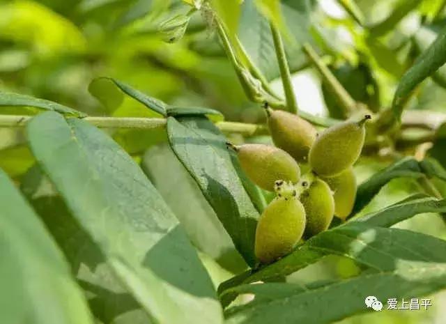十一假期旅游推荐北京昌平,昌平九月周边游一日游自驾游