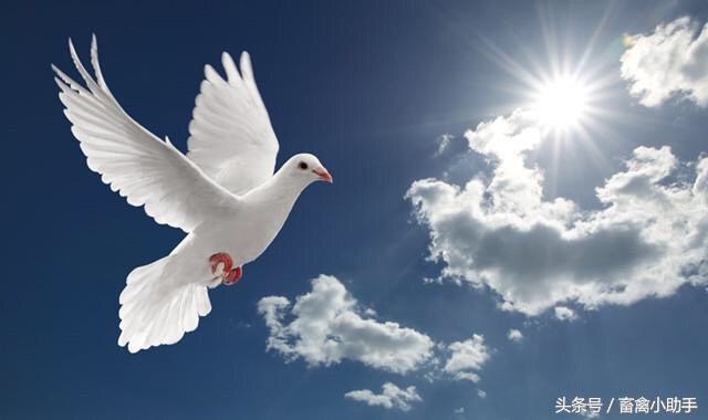 鸽子为什么会胖成球,鸽子为什么这么肥