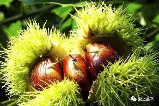 十一假期旅游推荐北京昌平,昌平九月周边游一日游自驾游