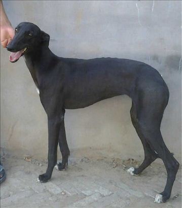 怎么样让格力犬追鸡,如何让格力犬学会顺灯