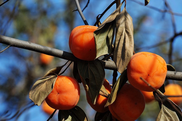 京郊采摘,秋天京郊采摘好去处