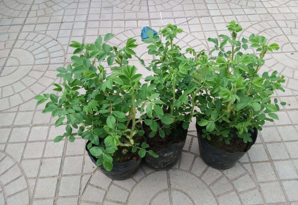 盆栽玫瑰花叶子发黄怎么办,盆栽玫瑰花叶子蔫了怎么办