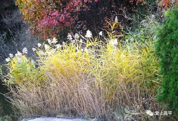 十一假期旅游推荐北京昌平,昌平九月周边游一日游自驾游