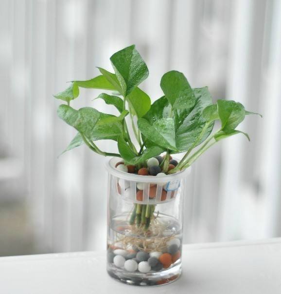 绿萝烂根怎么办快速解决方法,水培绿萝烂根怎么办小妙招