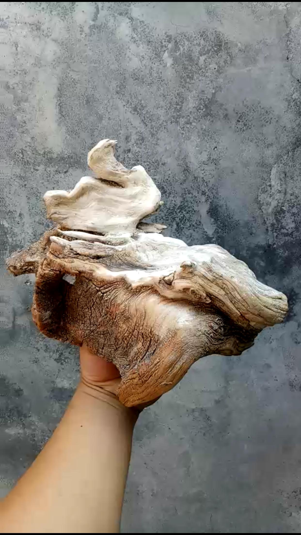 崖柏的正确玩法,崖柏的认识方法