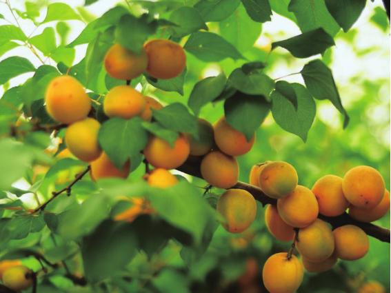 京郊采摘,秋天京郊采摘好去处