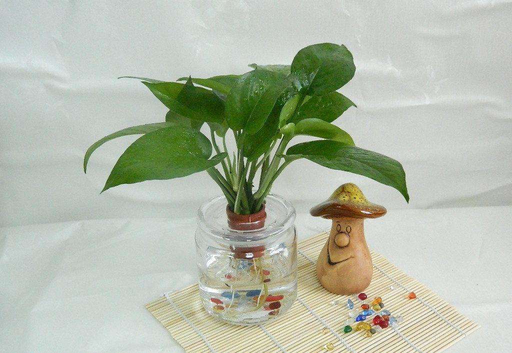 绿萝烂根怎么办快速解决方法,水培绿萝烂根怎么办小妙招