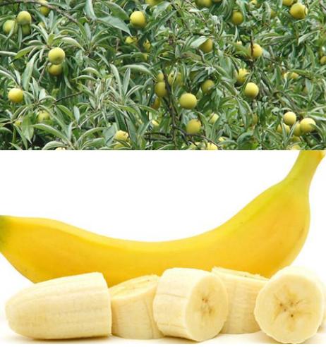 五沃之土，其木宜梅李李子种类繁多，记得小时候天天蹲树上吃！