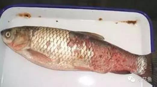 拉网垂钓鱼体受伤用什么药,拉网鱼体受伤