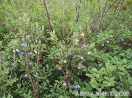 漠河景点大全漠河旅游包车攻略农家院旅游