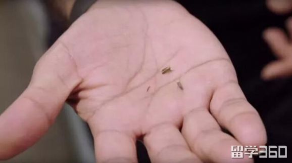 新西兰入境什么可以不申报,新西兰入境被遣返后签证还有效吗