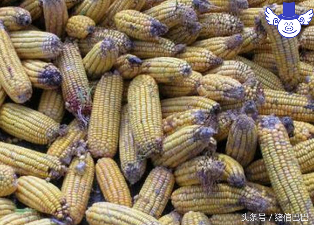 猪霉菌中毒有什么症状怎么治疗,猪霉菌毒素中毒的症状及治疗措施