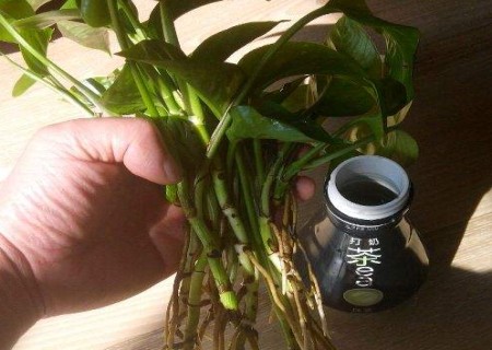 绿萝烂根怎么办快速解决方法,水培绿萝烂根怎么办小妙招