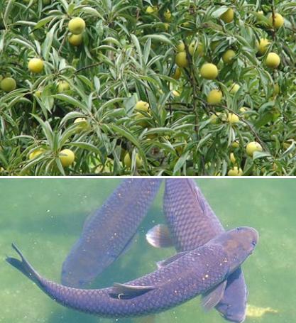 五沃之土，其木宜梅李李子种类繁多，记得小时候天天蹲树上吃！