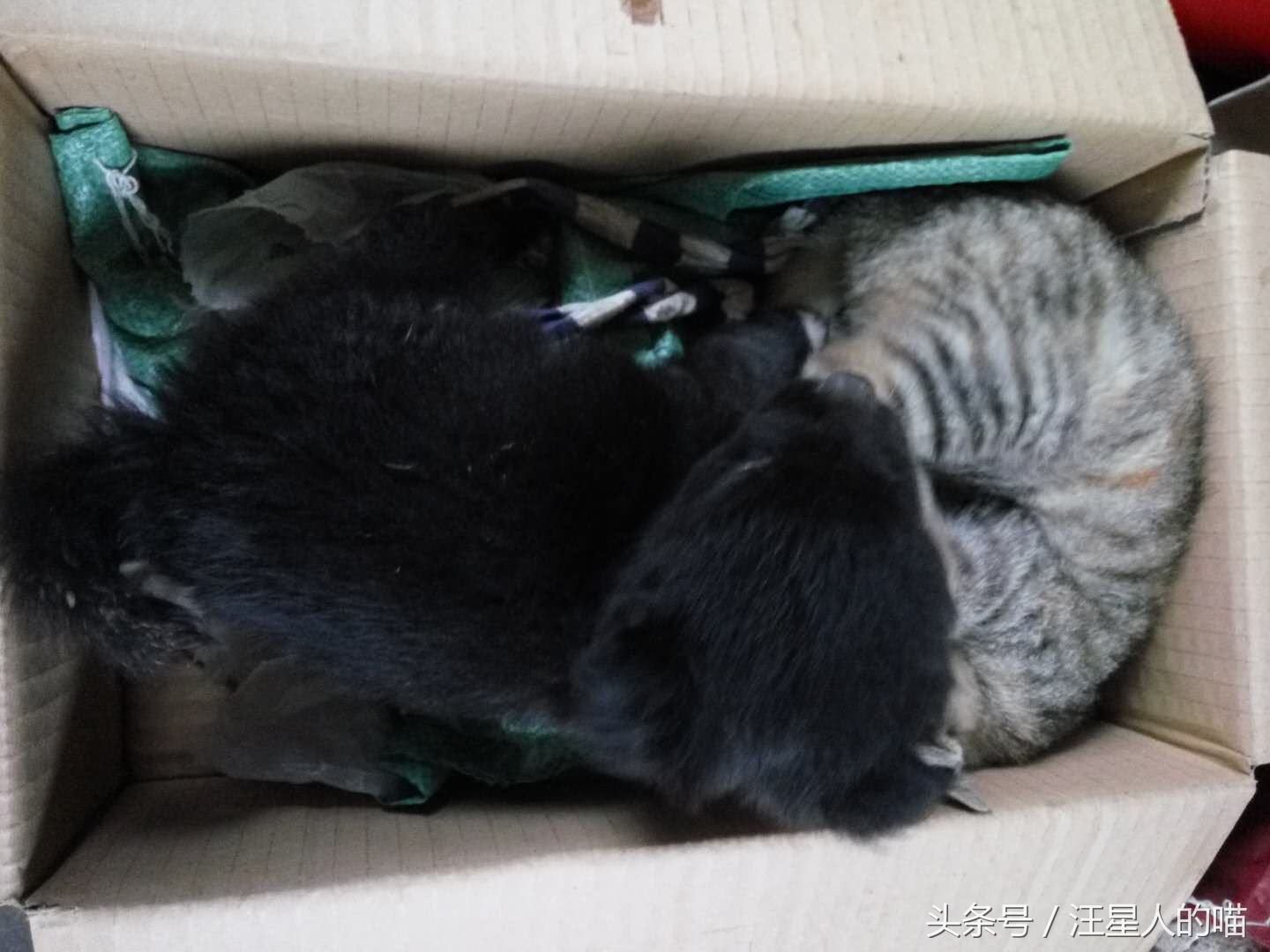 大狗暴打小奶猫,小奶狗vs小奶猫打架