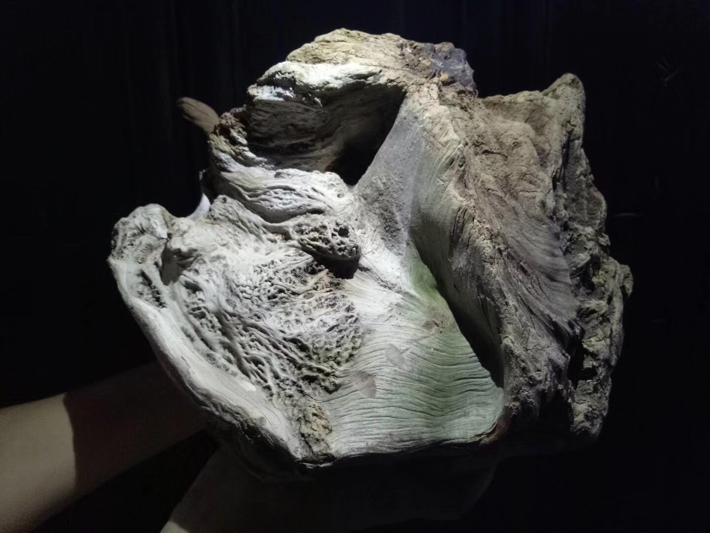 崖柏的正确玩法,崖柏的认识方法